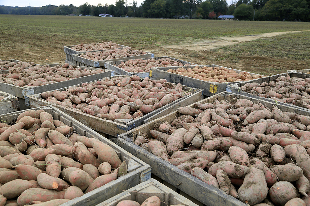 Rows of filled sweet potato bins across a harvested field