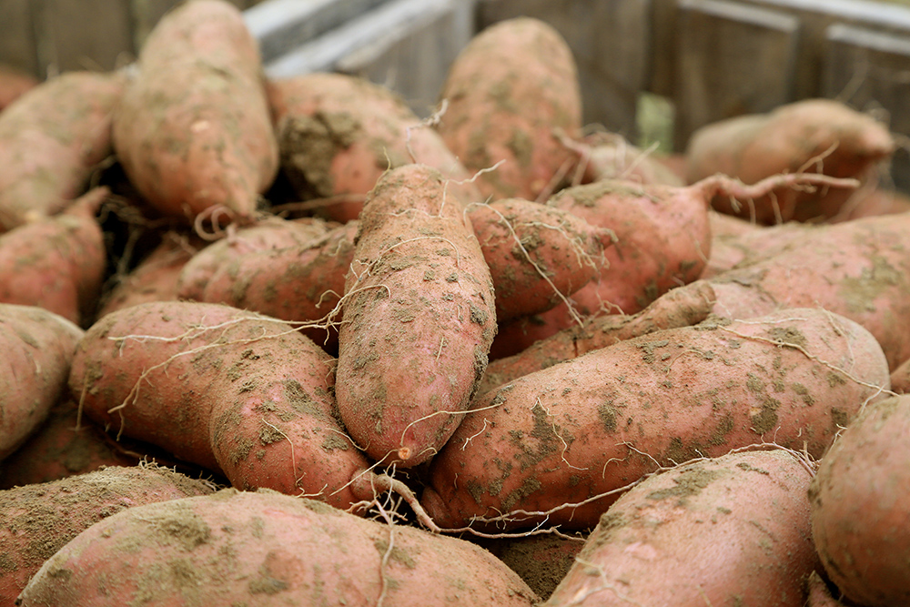 Close-up of freshly dug sweet potatoes