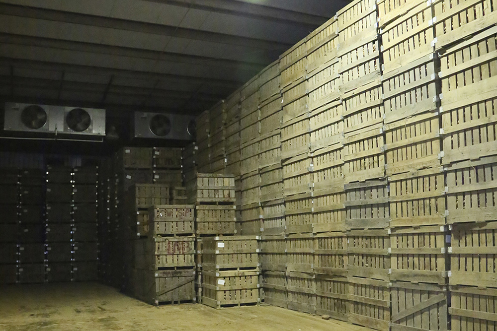 Bins stacked to the ceiling in the cooled storage room