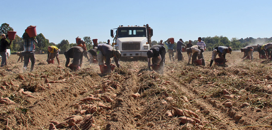 Crew digging sweet potatoes by hand ahead of a truck