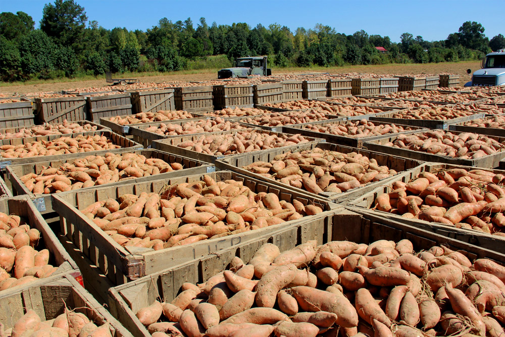 Wooden bins of freshly dug sweet potatoes lined up across a Mississippi field at harvest