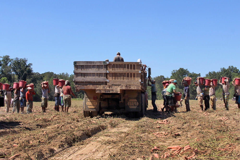 Harvest crew carrying buckets of sweet potatoes to a truck in the field