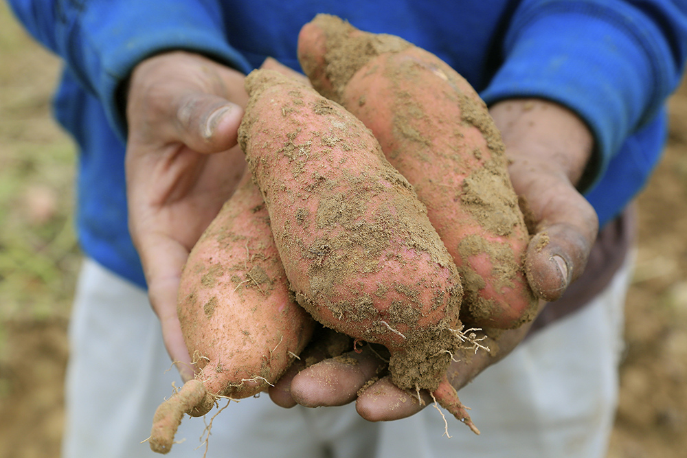 Hands holding freshly dug sweet potatoes