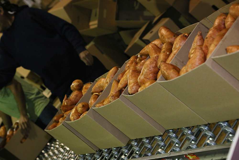 Sweet potatoes rolling into cartons at the end of the packing line