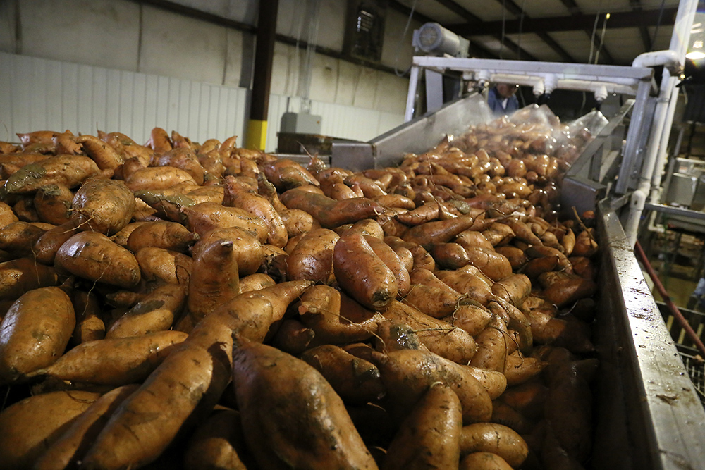 Sweet potatoes running through the sizing line