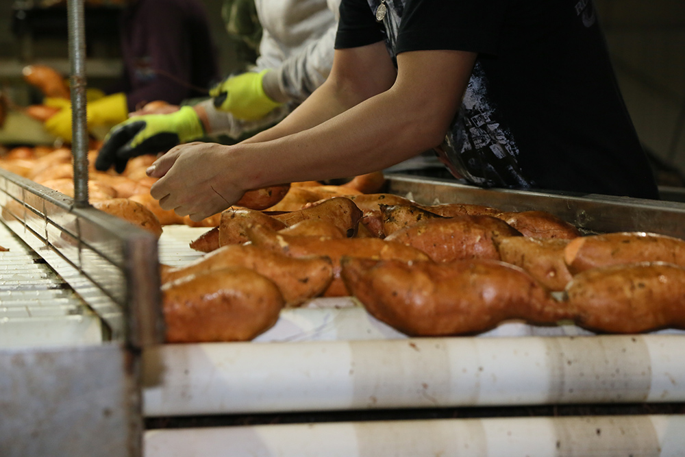 Workers sorting sweet potatoes on the line